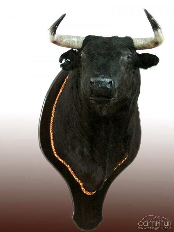 Taxidermia Juanjo Rubio